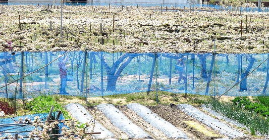 �v���Ԃ�̉����ł� 2