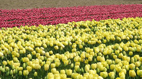 �V�����̉� �`���[���b�v 1