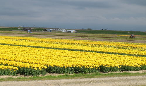 �V�����̉� �`���[���b�v 2