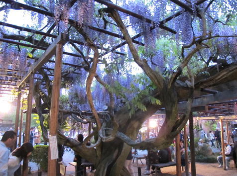 ���_�̊قƓ��̉� 2