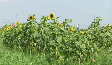 �Ђ܂�胍�[�h�����2