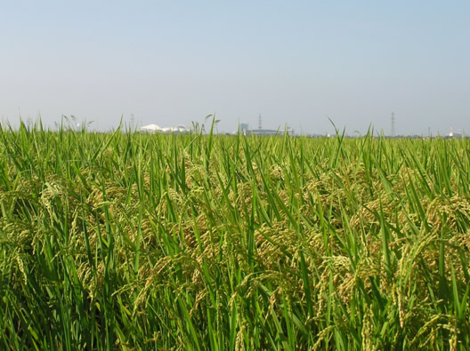 ����̏H����������!!�̎ʐ^1