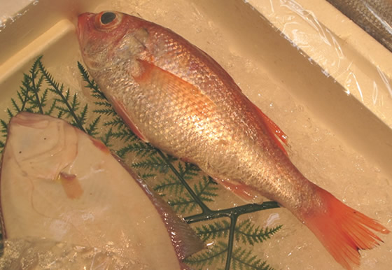 �����{�̃m�h�O����H���I�̎ʐ^1