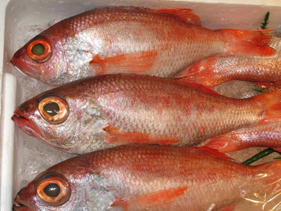 �����{�̃m�h�O����H���I�̎ʐ^4