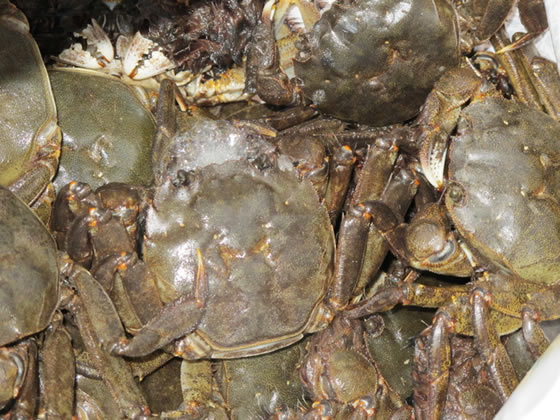 ��K�j�̋G�ߓ����I�̎ʐ^1