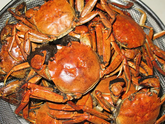 ��K�j�̋G�ߓ����I�̎ʐ^2