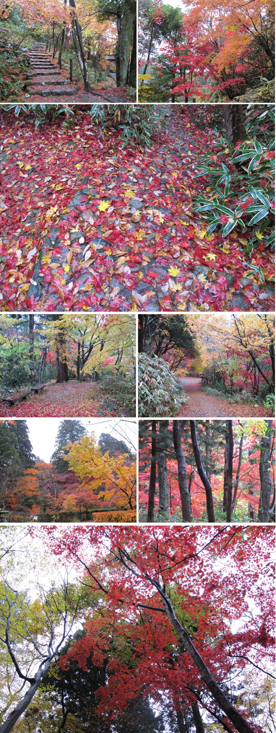 �Ζ��̗����݂�����K�˂�̎ʐ^