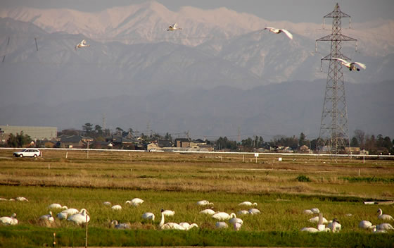 �V�x���A����̓~�̎g�ҁA�����̎ʐ^1