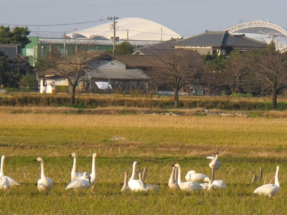 �V�x���A����̓~�̎g�ҁA�����̎ʐ^2