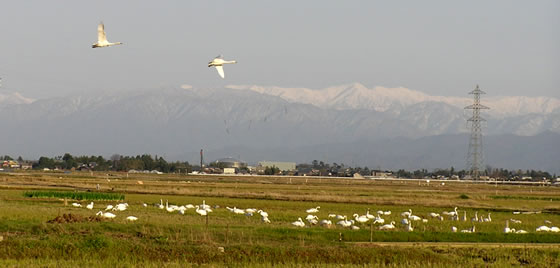 �V�x���A����̓~�̎g�ҁA�����̎ʐ^3