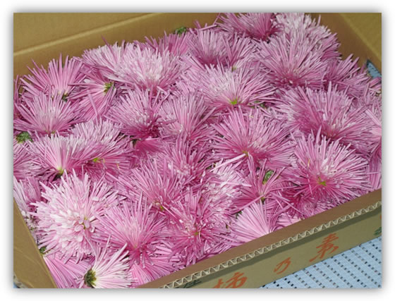 �H�p�e�u�J�L�m���g�v�̎ʐ^�P