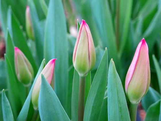 �t���ǂ�A�`���[���b�v�̏o�׃s�[�N�̎ʐ^�P