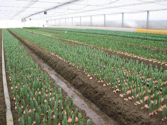 �t���ǂ�A�`���[���b�v�̏o�׃s�[�N�̎ʐ^�Q