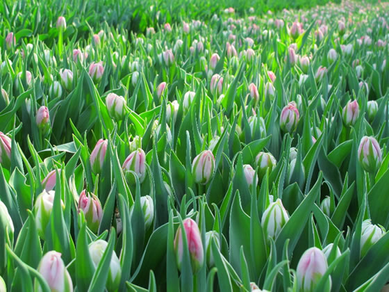 �t���ǂ�A�`���[���b�v�̏o�׃s�[�N�̎ʐ^�R