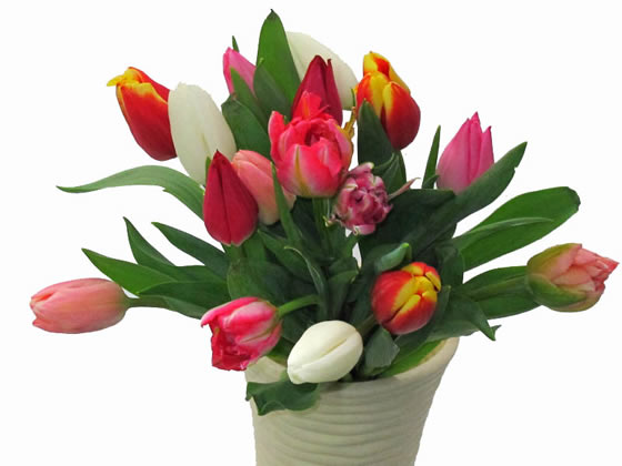 �t���ǂ�A�`���[���b�v�̏o�׃s�[�N�̎ʐ^�S