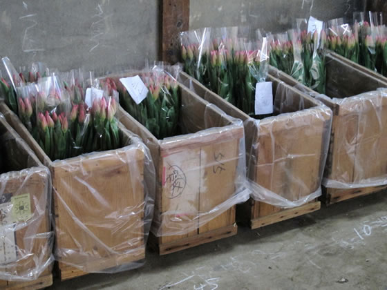 �t���ǂ�A�`���[���b�v�̏o�׃s�[�N�̎ʐ^�T