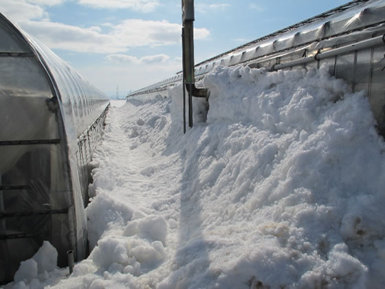 �t���ǂ�A�`���[���b�v�̏o�׃s�[�N�̎ʐ^�U