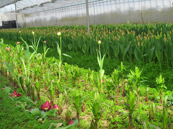 �t���ǂ�A�`���[���b�v�̏o�׃s�[�N�̎ʐ^�V