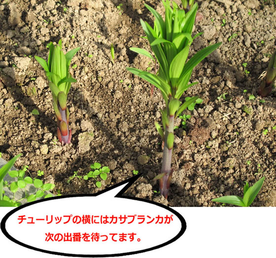 �t���ǂ�A�`���[���b�v�̏o�׃s�[�N�̎ʐ^�W