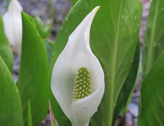 vol.035 ���N�����΂��傤�ɉ�ɍs���̎ʐ^1