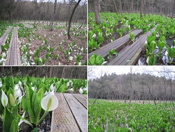 vol.035 ���N�����΂��傤�ɉ�ɍs���̎ʐ^2