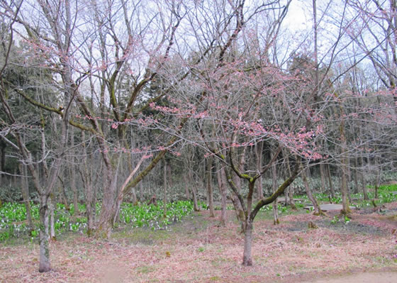 vol.035 ���N�����΂��傤�ɉ�ɍs���̎ʐ^3