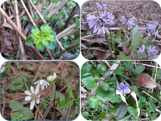 vol.035 ���N�����΂��傤�ɉ�ɍs���̎ʐ^4