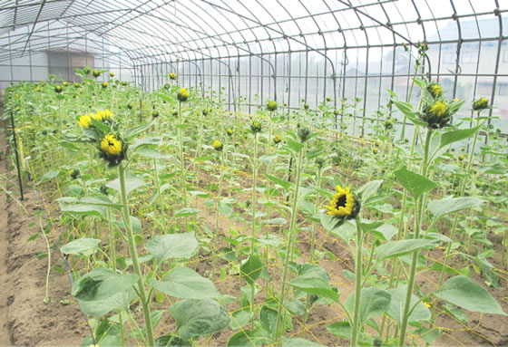 vol.037 �q�}�����̉Ԃŏ�ċC���̎ʐ^1