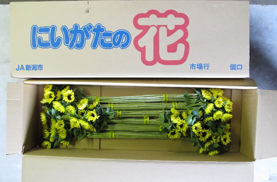 vol.037 �q�}�����̉Ԃŏ�ċC���̎ʐ^2