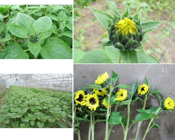 vol.037 �q�}�����̉Ԃŏ�ċC���̎ʐ^3