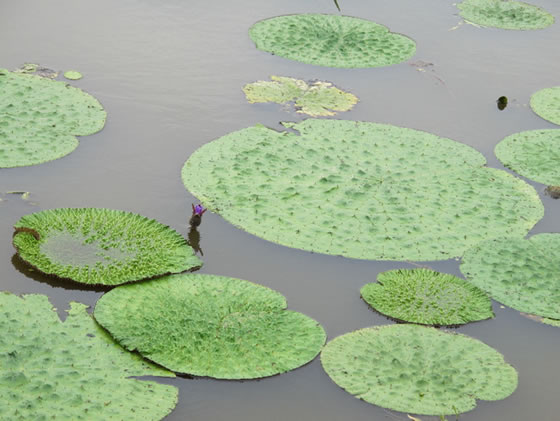 vol.038 ���{�k���̎����n�ɃI�j�o�X������̎ʐ^�P