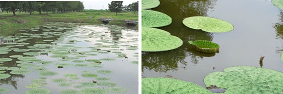 vol.038 ���{�k���̎����n�ɃI�j�o�X������̎ʐ^�Q