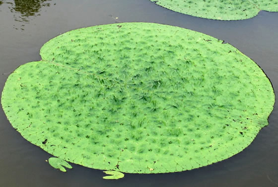 vol.038 ���{�k���̎����n�ɃI�j�o�X������̎ʐ^�R