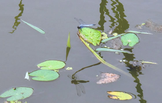 vol.038 ���{�k���̎����n�ɃI�j�o�X������̎ʐ^�S