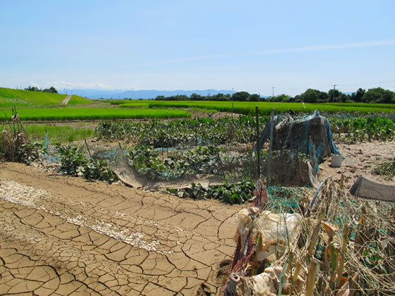 vol.040 ��^���̒܍��[���̎ʐ^4