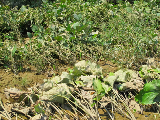 vol.040 ��^���̒܍��[���̎ʐ^5