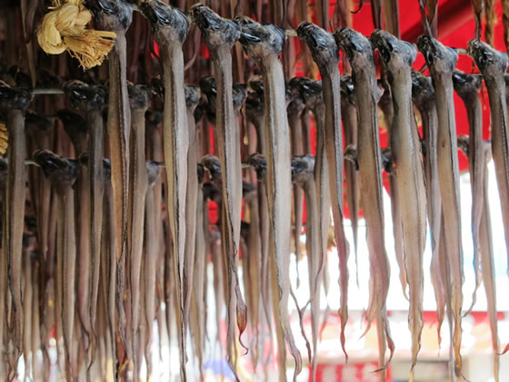 vol.043 ������Ō����ɉ�̎ʐ^5