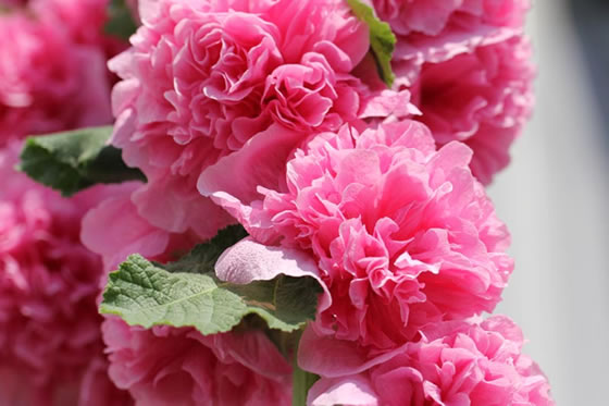 vol.046 ���J���}�����^�`�A�I�C�̎ʐ^1