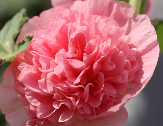 vol.046 ���J���}�����^�`�A�I�C�̎ʐ^2