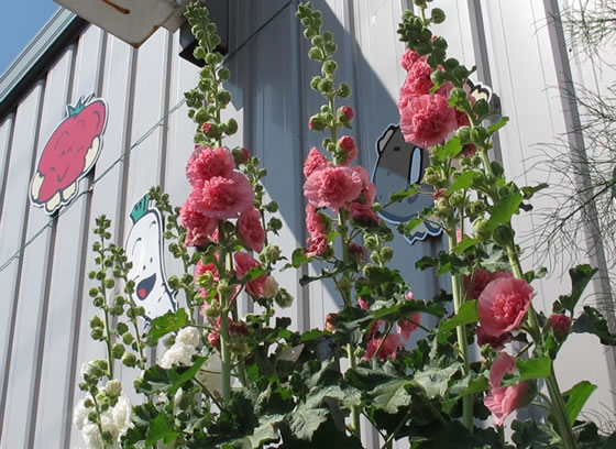 vol.046 ���J���}�����^�`�A�I�C�̎ʐ^3