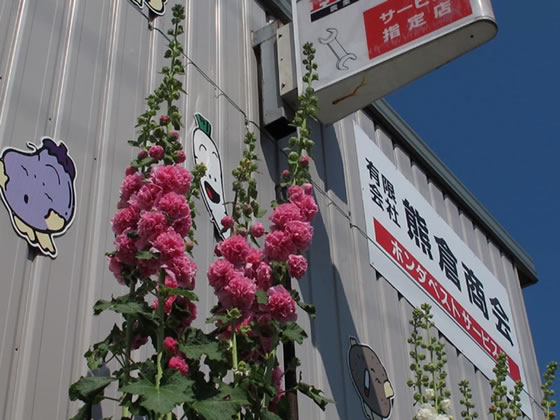 vol.046 ���J���}�����^�`�A�I�C�̎ʐ^6