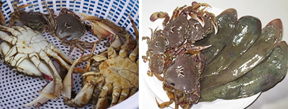 vol.048 �����̕l�ŕ߂ꂽ�Ă̋����Q�b�g�̎ʐ^2