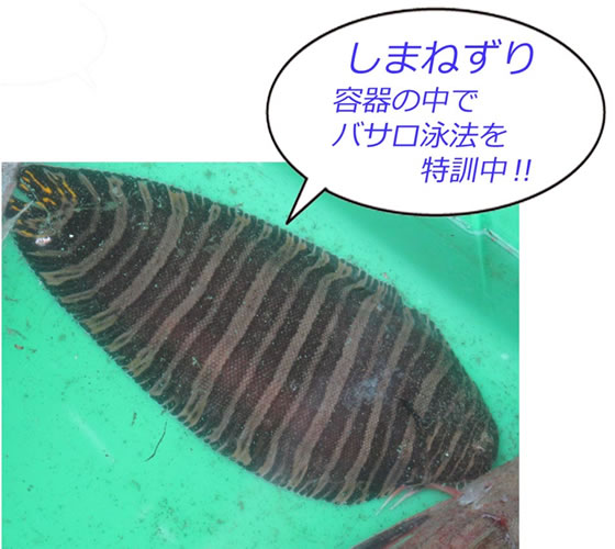 vol.048 �����̕l�ŕ߂ꂽ�Ă̋����Q�b�g�̎ʐ^7