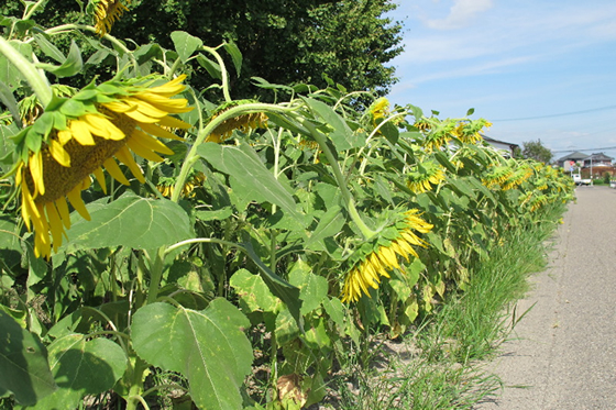 vol.049 ���K�ȏH�͂�����Ă��邩�̎ʐ^2