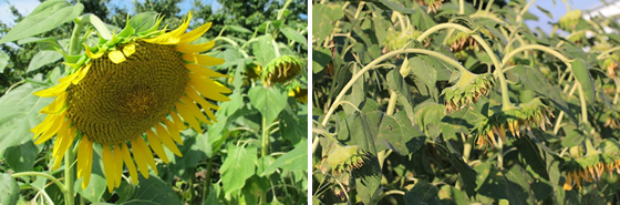 vol.049 ���K�ȏH�͂�����Ă��邩�̎ʐ^3