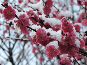 ��ɓ�����~�̉Ԃ̎ʐ^