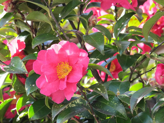 vol.051 ���V�[�Y���Ō�̏���@�[�i�̎ʐ^4