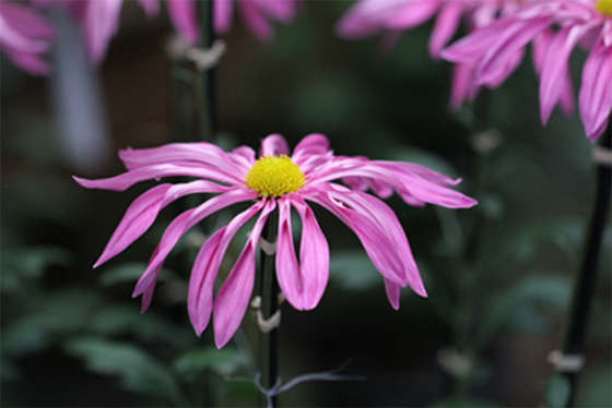 vol.057 ��F�_�� �e�܂�ɍs���̎ʐ^15