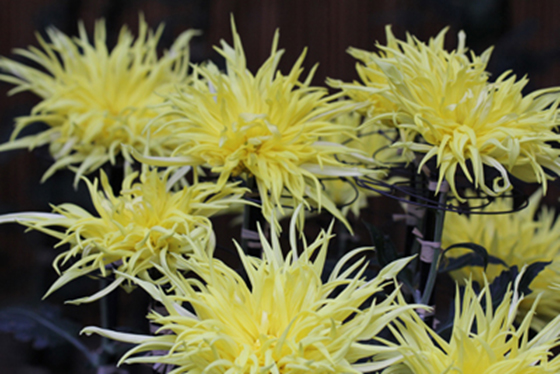 vol.057 ��F�_�� �e�܂�ɍs���̎ʐ^18