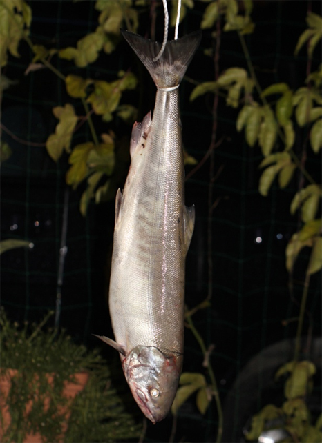 vol.059 �M�Z��̌b�݂����������̎ʐ^2